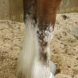sabino Clydesdale feathers detail