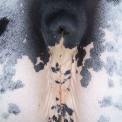 Mare genitalia with extreme mottling