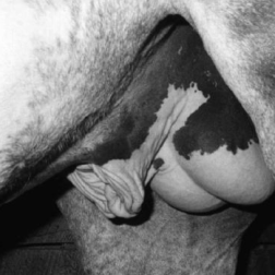 Stallion genitalia