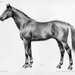 Horse anatomy by Herman Dittrich - body