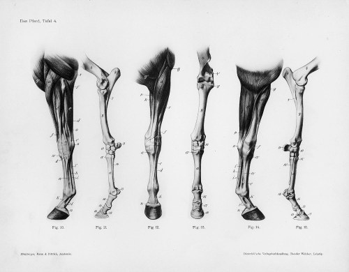Horse anatomy by Herman Dittrich – front legs