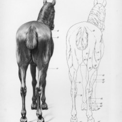 Horse anatomy by Herman Dittrich - rear